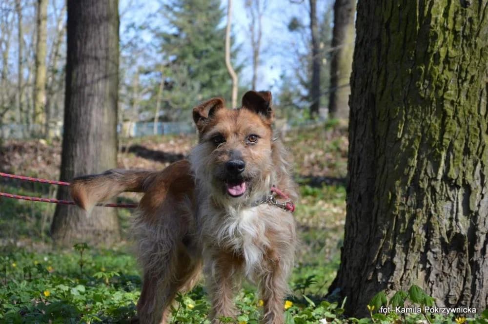 Pies poz. 25/0182, male Mixed Breed for adoption at Schronisko Torun, Toruń