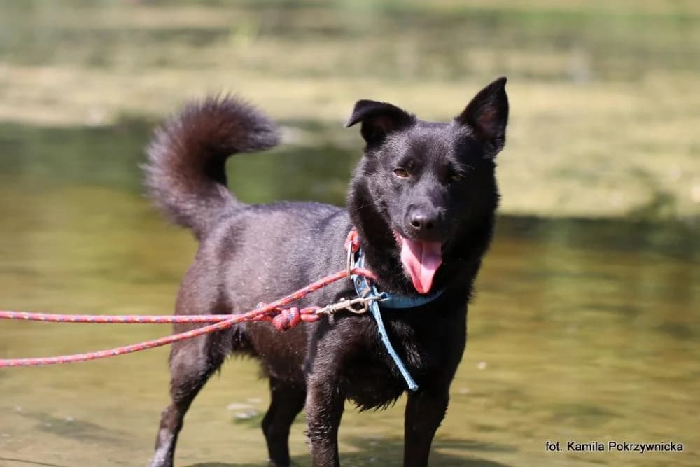 Pies poz. 25/0258, male Mixed Breed for adoption at Schronisko Torun, Toruń