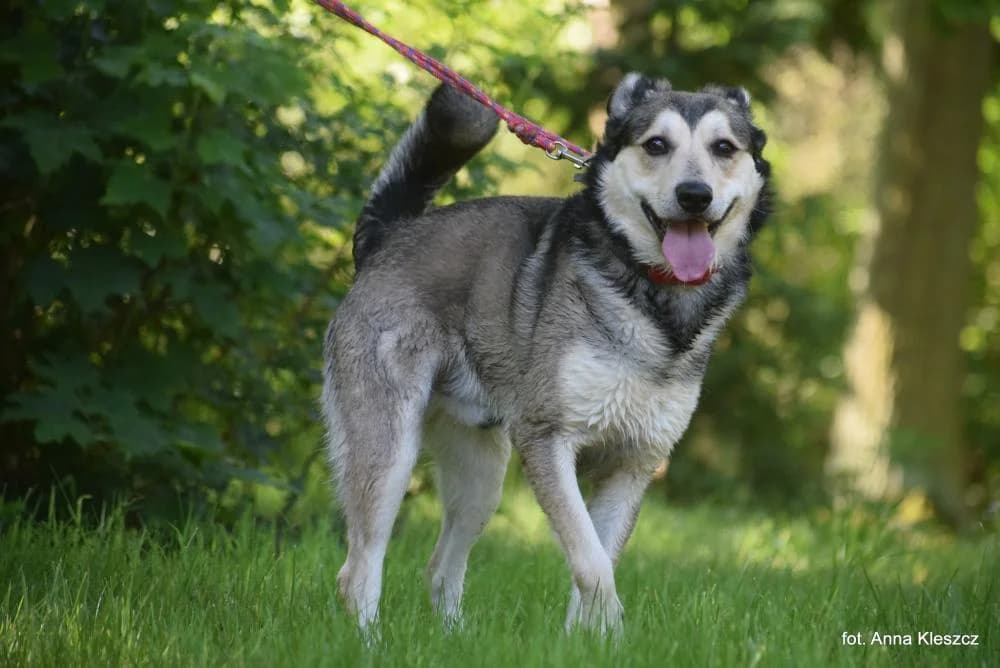 Pies poz. 25/0290, male 3yo Mixed Breed for adoption at Schronisko Torun, Toruń