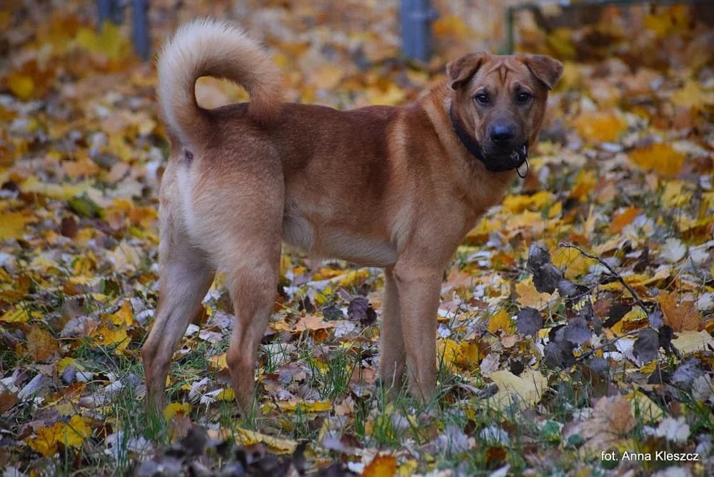 w DT, male Mixed Breed for adoption at Schronisko Torun, Toruń