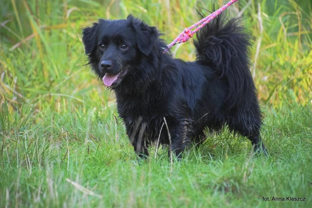 w DT z opcją DS, male Mixed Breed for adoption at Schronisko Torun, Toruń