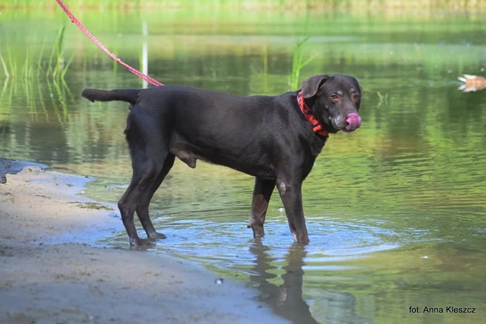 Pies poz. 25/0315, male senior Mixed Breed for adoption at Schronisko Torun, Toruń