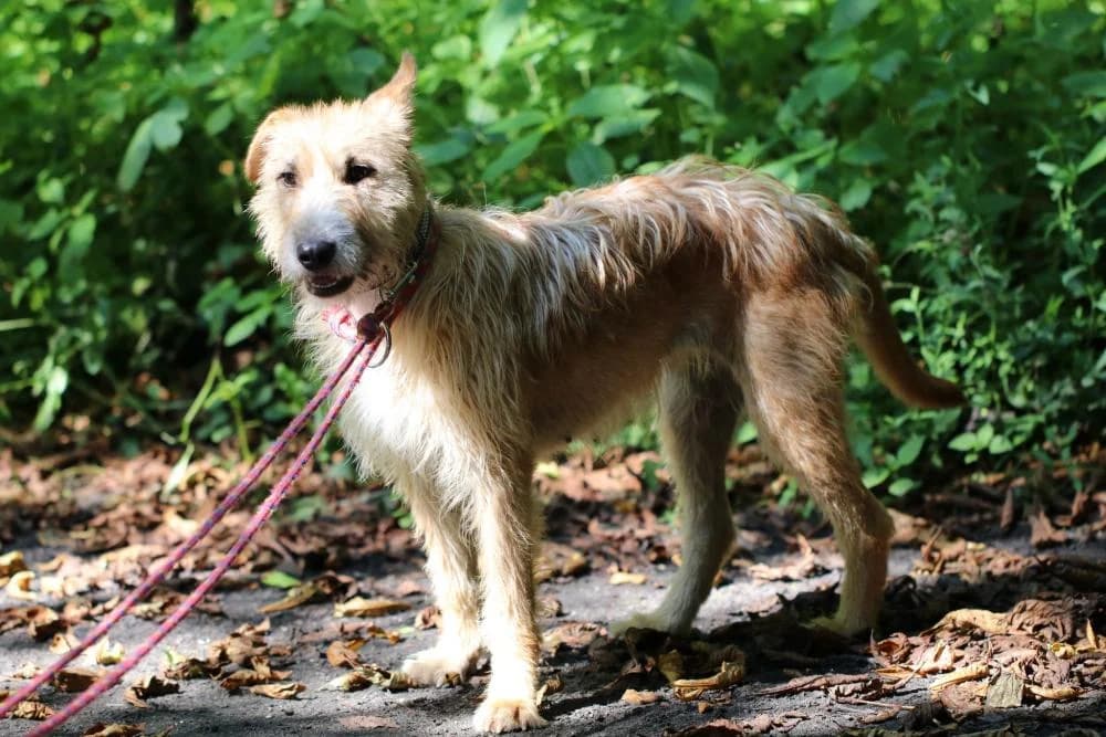 Suczka poz. 25/0321, female 5yo Mixed Breed for adoption at Schronisko Torun, Toruń