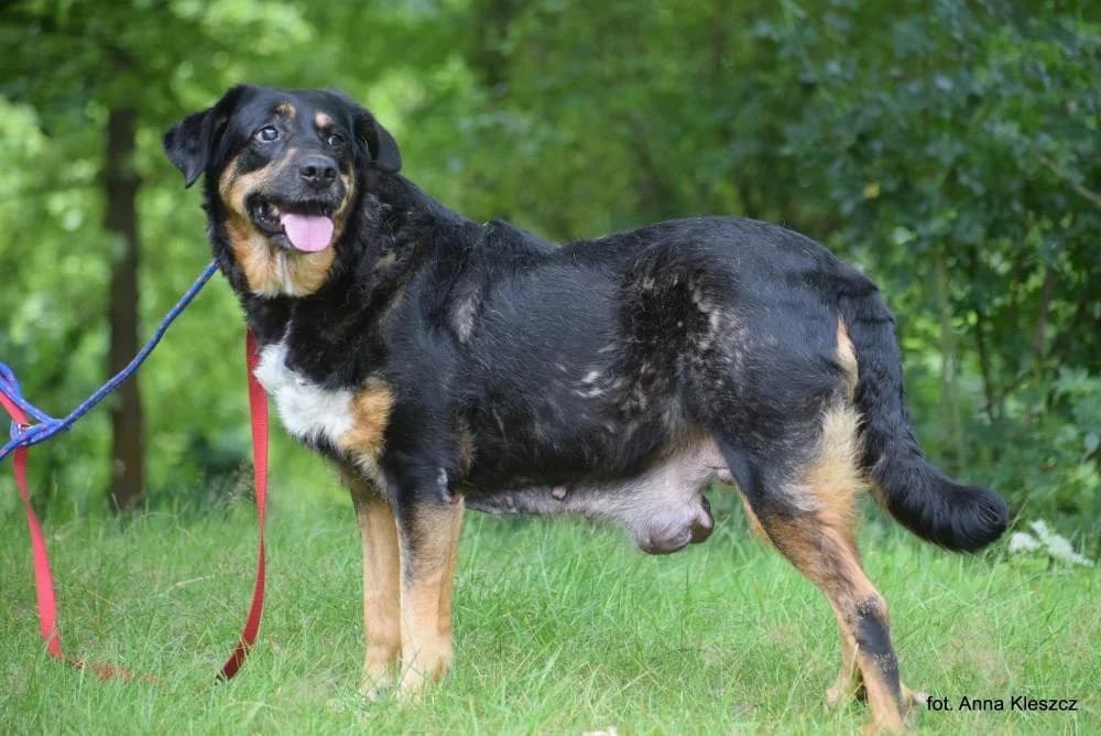 Suczka poz. 25/0302, female 7yo Mixed Breed for adoption at Schronisko Torun, Toruń