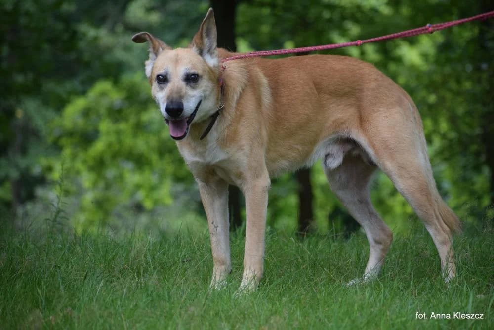 Pies poz. 25/0377, male senior Mixed Breed for adoption at Schronisko Torun, Toruń