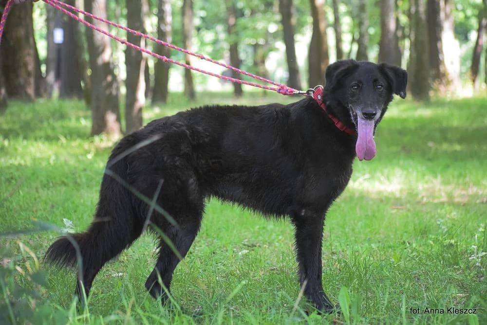 Pies poz. 25/0256, male Mixed Breed for adoption at Schronisko Torun, Toruń