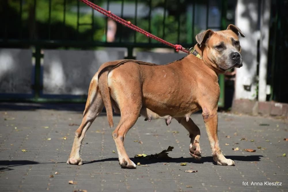 w DT z opcją DS, female young Mixed Breed for adoption at Schronisko Torun, Toruń