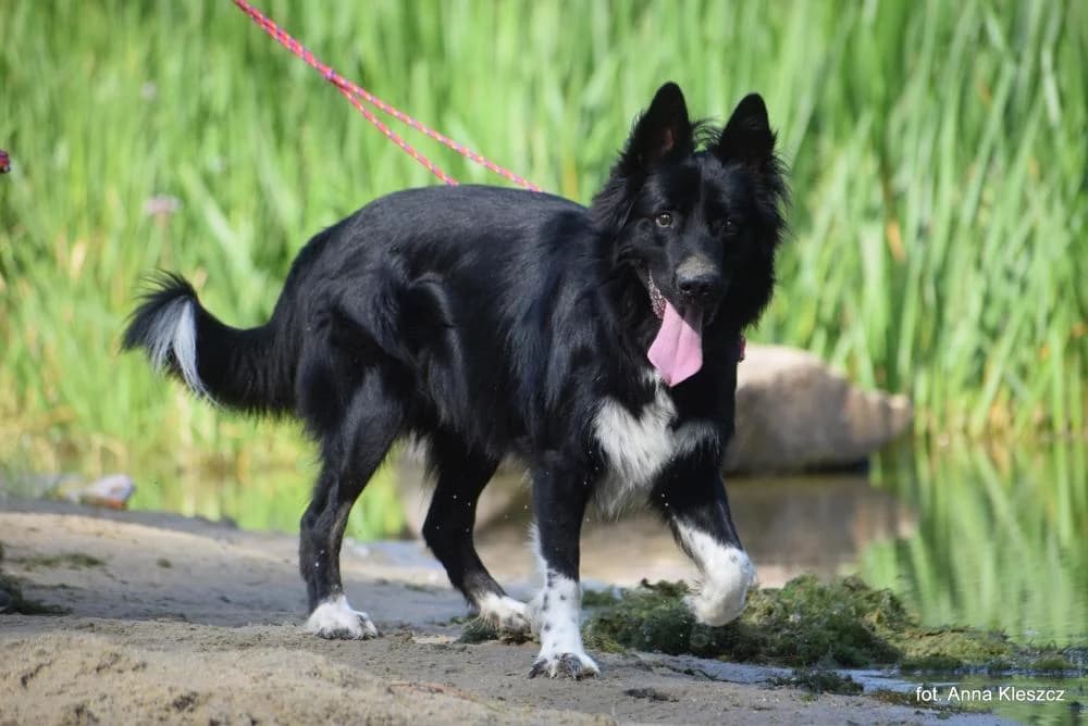 Pies poz. 25/0406, male 3yo Mixed Breed for adoption at Schronisko Torun, Toruń