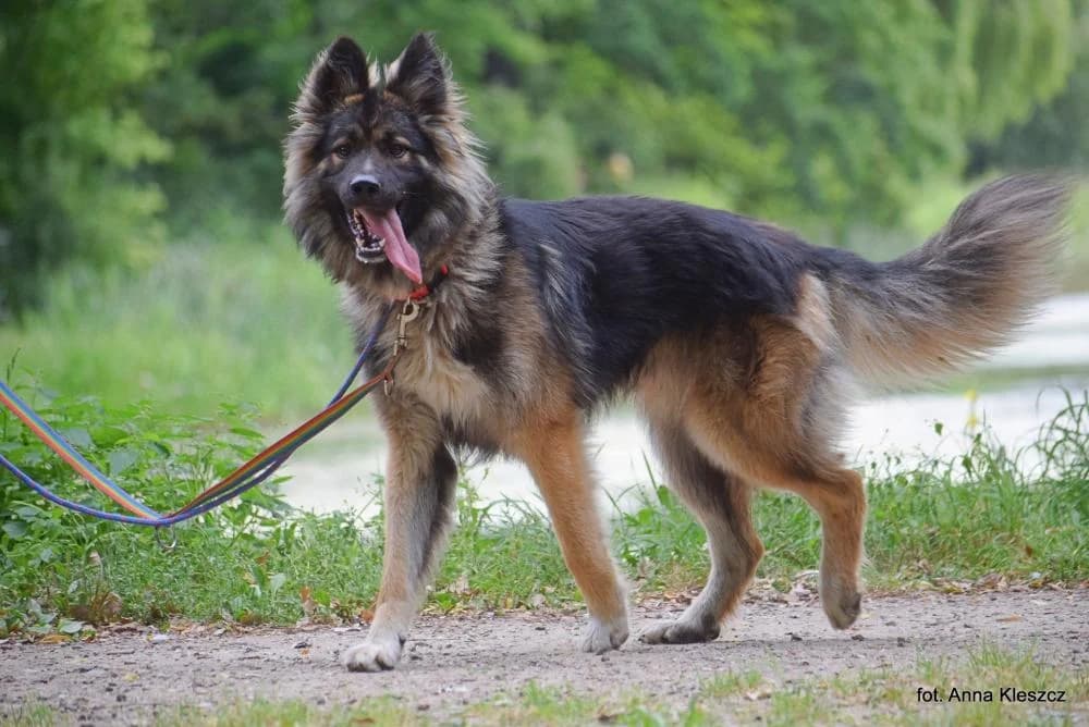 Pies poz. 25/0450, male 3yo Mixed Breed for adoption at Schronisko Torun, Toruń