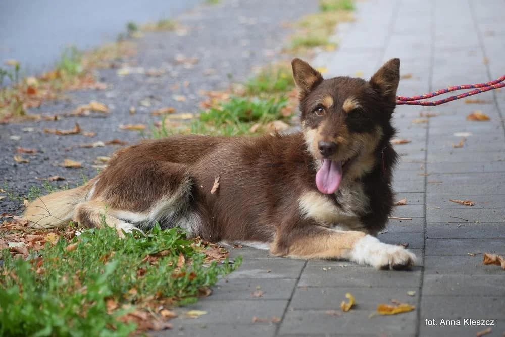 w DT, male young Mixed Breed for adoption at Schronisko Torun, Toruń