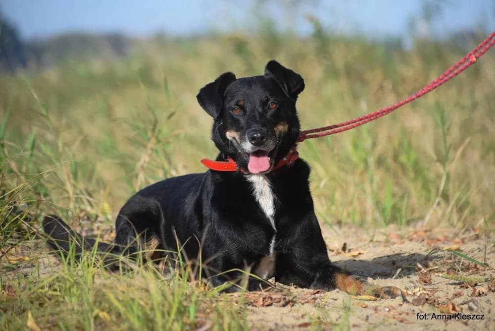 Pies poz. 25/0482, male Mixed Breed for adoption at Schronisko Torun, Toruń