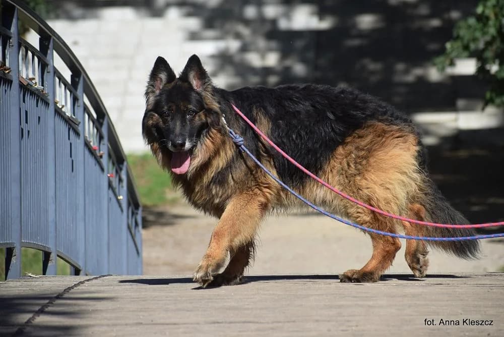 Pies poz. 25/0328, male senior Mixed Breed for adoption at Schronisko Torun, Toruń