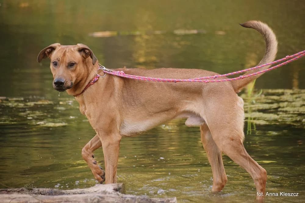 Pies poz. 25/0490, male Mixed Breed for adoption at Schronisko Torun, Toruń