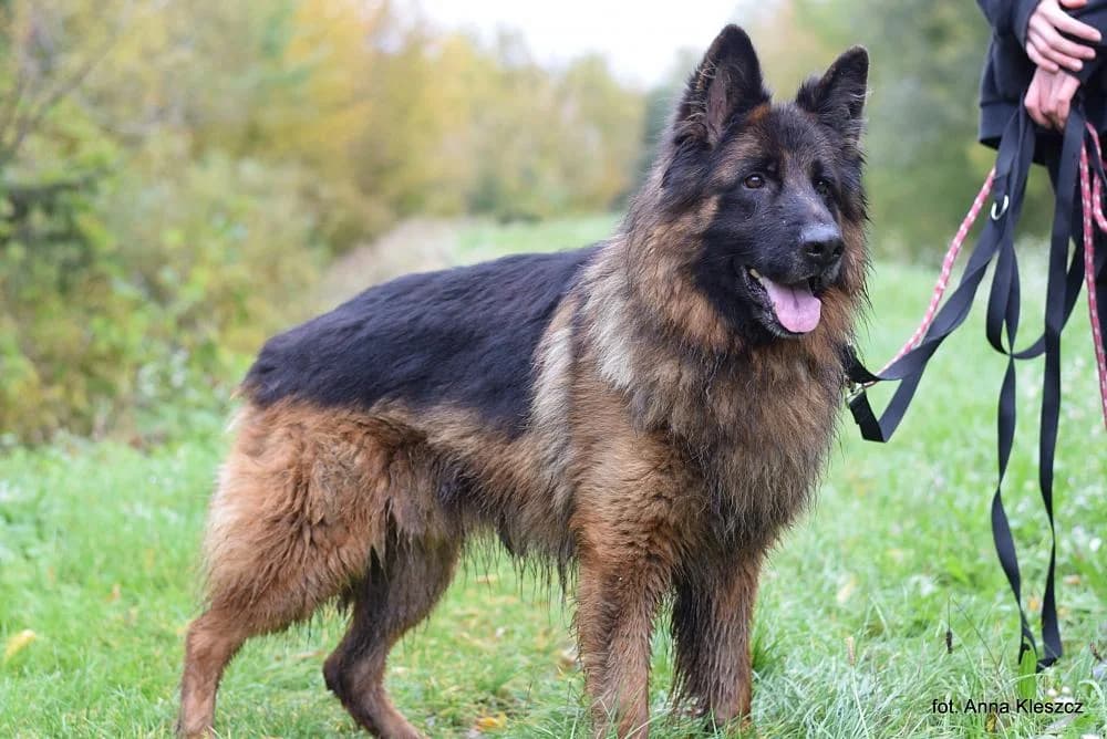 Pies poz. 25/0456, male 4yo Mixed Breed for adoption at Schronisko Torun, Toruń