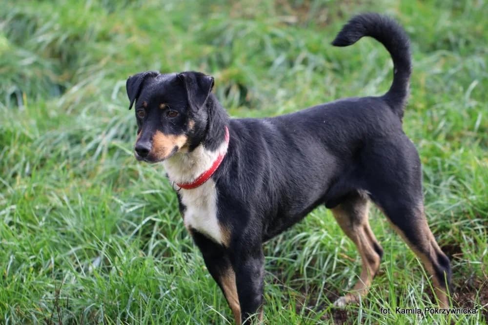 Pies poz. 25/0514, male Mixed Breed for adoption at Schronisko Torun, Toruń