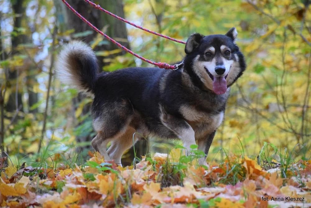 Pies poz. 25/0537, male 4yo Mixed Breed for adoption at Schronisko Torun, Toruń