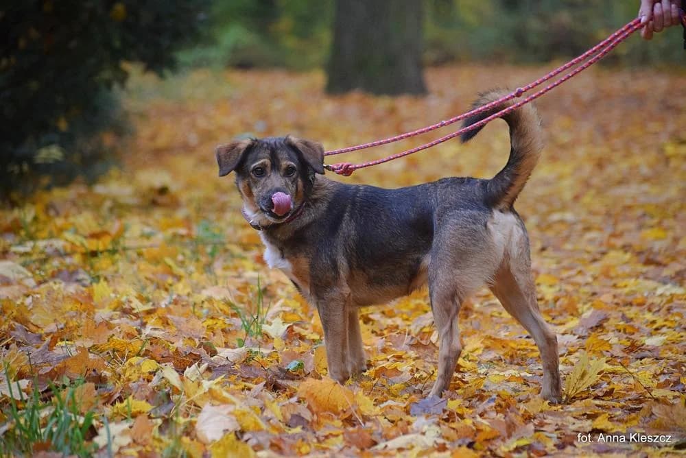 Pies poz. 25/0550, male young Mixed Breed for adoption at Schronisko Torun, Toruń