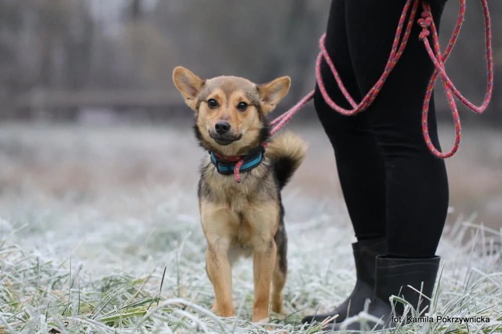 w DT, male Mixed Breed for adoption at Schronisko Torun, Toruń