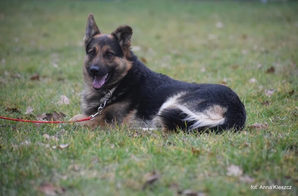 Pies poz. 25/0589, male young Mixed Breed for adoption at Schronisko Torun, Toruń