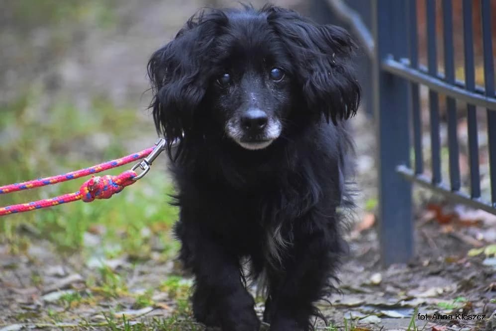 w DT, male senior Mixed Breed for adoption at Schronisko Torun, Toruń