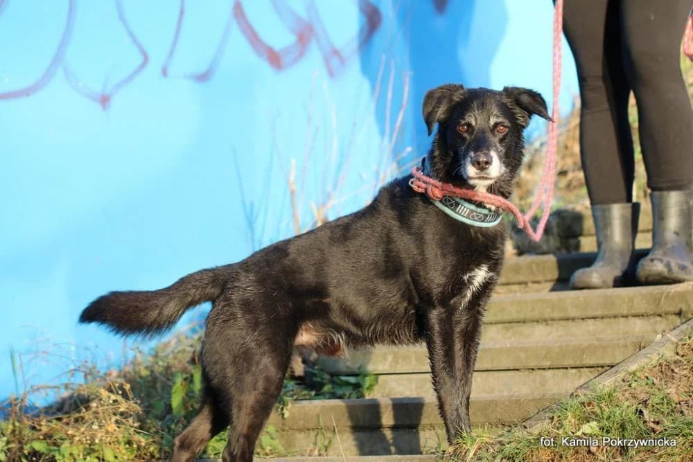Pies poz. 25/0613, male senior Mixed Breed for adoption at Schronisko Torun, Toruń