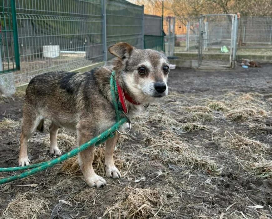 Pies poz. 26/0103, male Mixed Breed for adoption at Schronisko Torun, Toruń