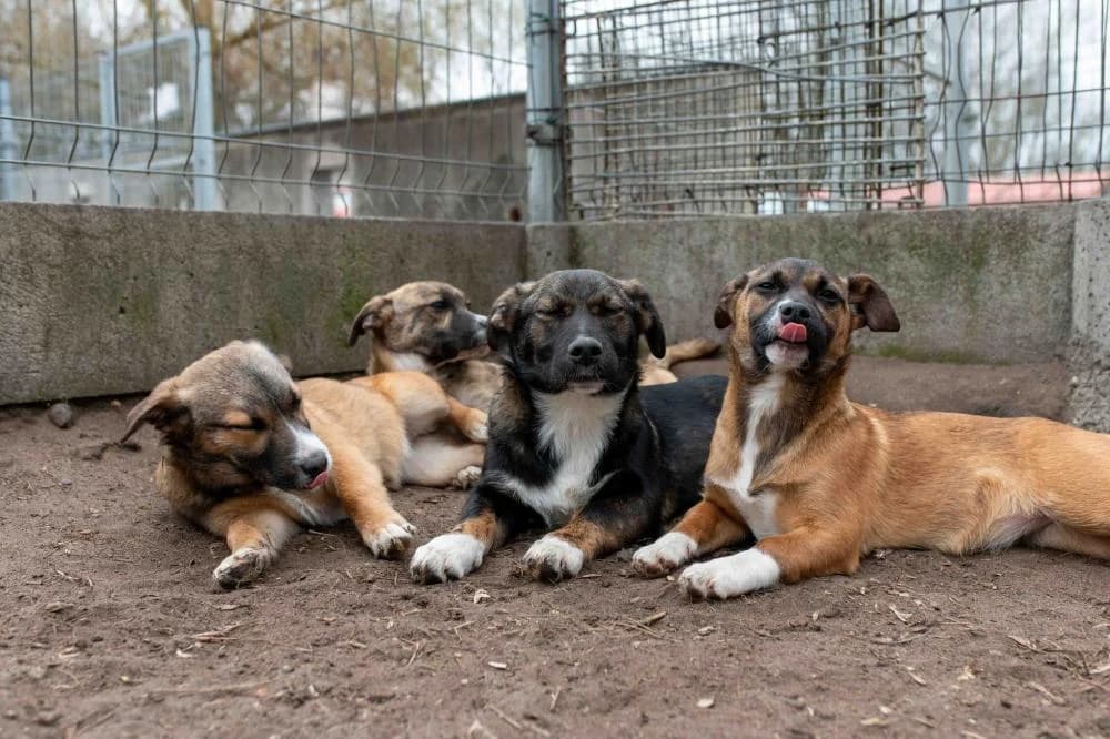 suczki: TIANA, MERIDA, MULAN i JASMINA, puppy Mixed Breed for adoption at Schronisko Torun, Toruń
