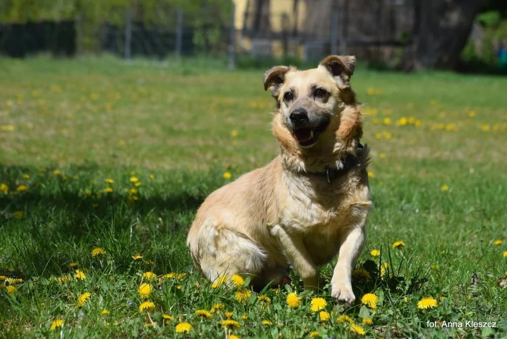 Pies poz. 26/0165, male Mixed Breed for adoption at Schronisko Torun, Toruń