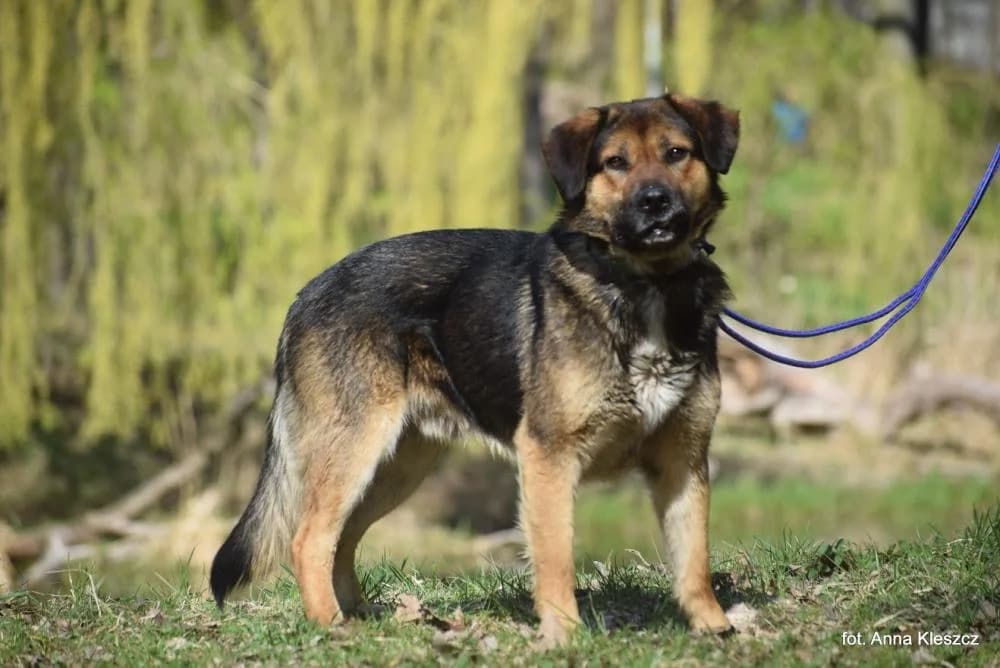 Pies poz. 26/0181, male Mixed Breed for adoption at Schronisko Torun, Toruń