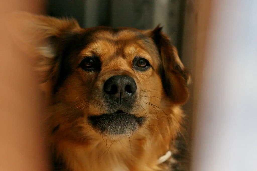 Borys 123/25, male young Mixed Breed for adoption at Schronisko dla Zwierząt im. Jana Lityńskiego — Wałbrzych