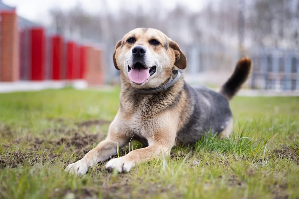 Buzz 99/21, male 5yo Mixed Breed for adoption at Schronisko dla Zwierząt im. Jana Lityńskiego — Wałbrzych