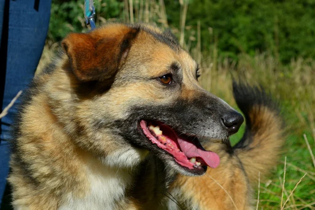 Chudini 209/21, male Mixed Breed for adoption at Schronisko dla Zwierząt im. Jana Lityńskiego — Wałbrzych