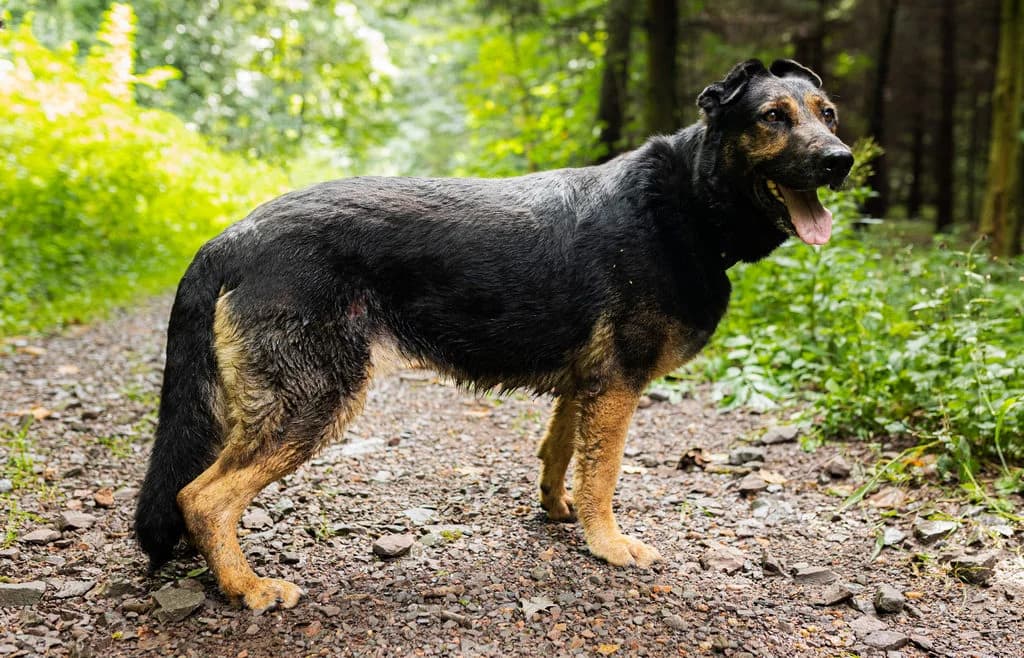 Czika 100/24, female young Mixed Breed for adoption at Schronisko dla Zwierząt im. Jana Lityńskiego — Wałbrzych