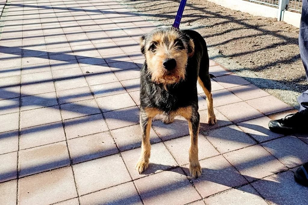 Figa 37/26, female puppy Mixed Breed for adoption at Schronisko dla Zwierząt im. Jana Lityńskiego — Wałbrzych