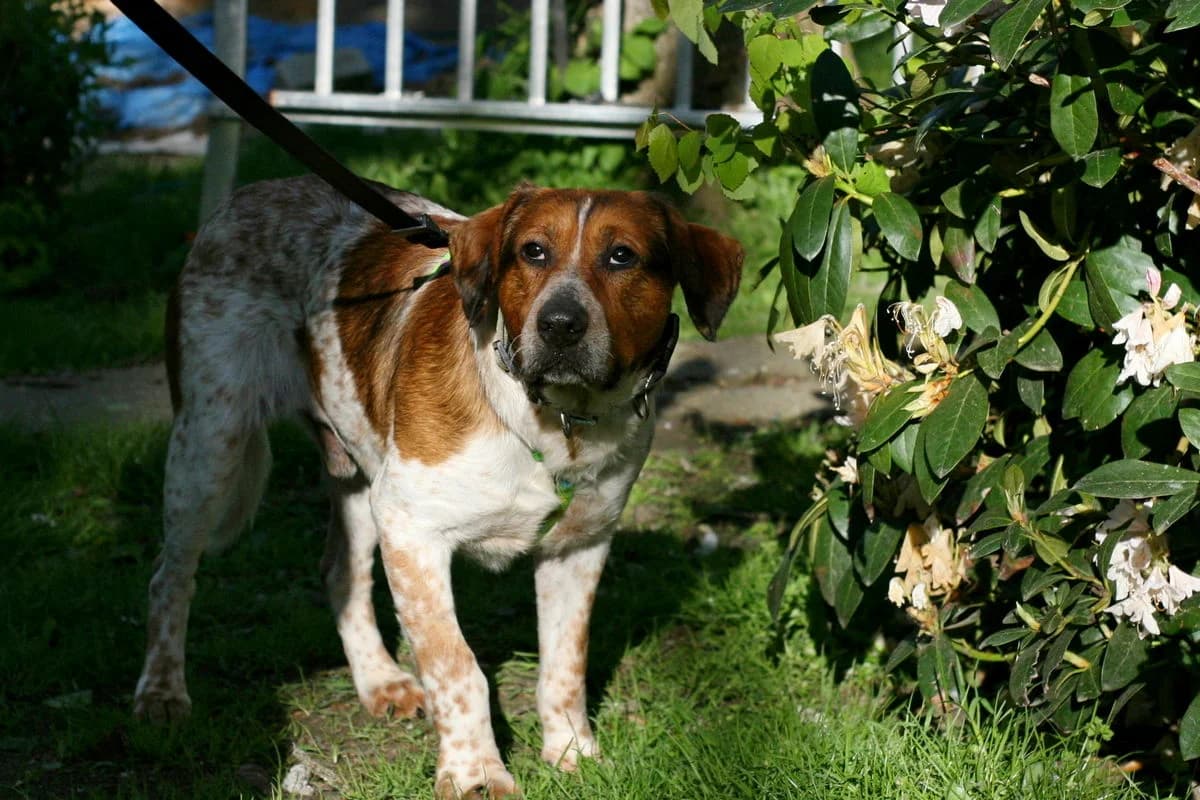 Gustaw 49/24, male young Mixed Breed for adoption at Schronisko dla Zwierząt im. Jana Lityńskiego — Wałbrzych