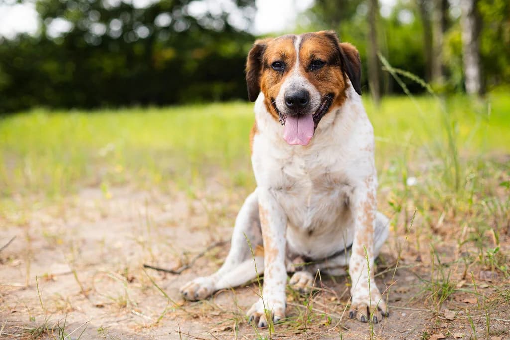 Gustaw 49/24, male young Mixed Breed for adoption at Schronisko dla Zwierząt im. Jana Lityńskiego — Wałbrzych