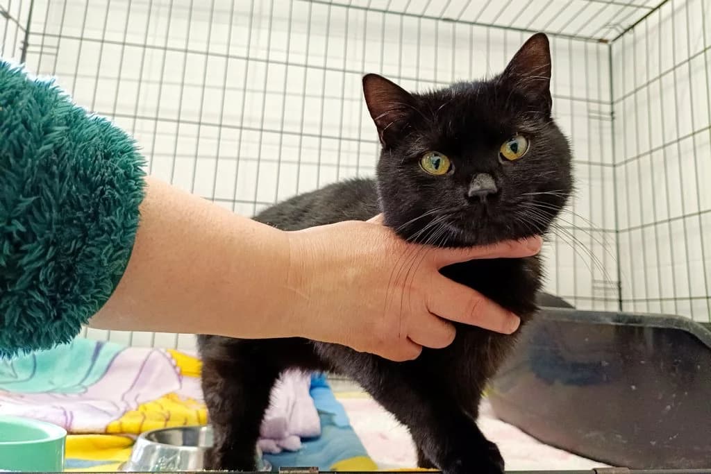 Haribo 42/26, male puppy Mixed Breed for adoption at Schronisko dla Zwierząt im. Jana Lityńskiego — Wałbrzych