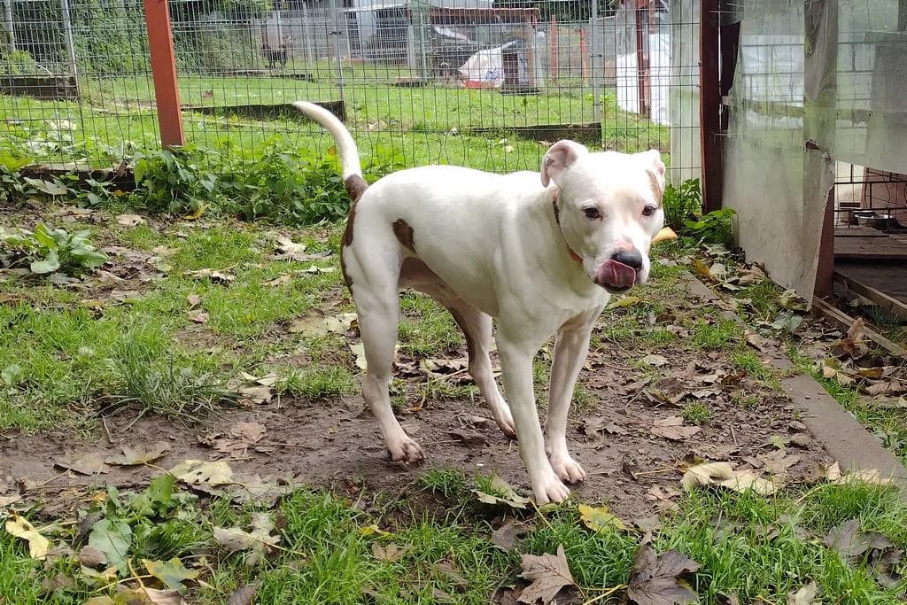 Bąbel 103/25, male 6yo Mixed Breed for adoption at Schronisko dla Zwierząt im. Jana Lityńskiego — Wałbrzych