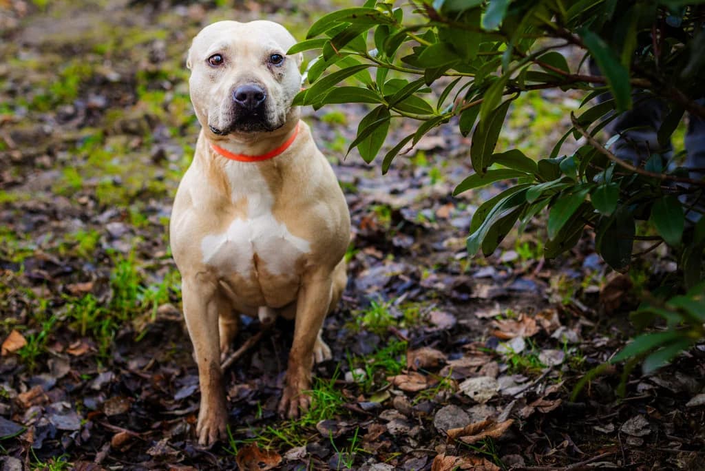 Karat 85/23, male 3yo Mixed Breed for adoption at Schronisko dla Zwierząt im. Jana Lityńskiego — Wałbrzych