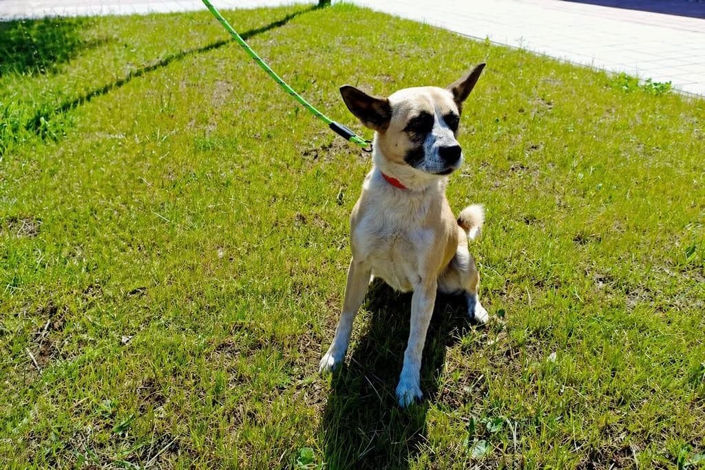 Kesi 67/26, female puppy Mixed Breed for adoption at Schronisko dla Zwierząt im. Jana Lityńskiego — Wałbrzych