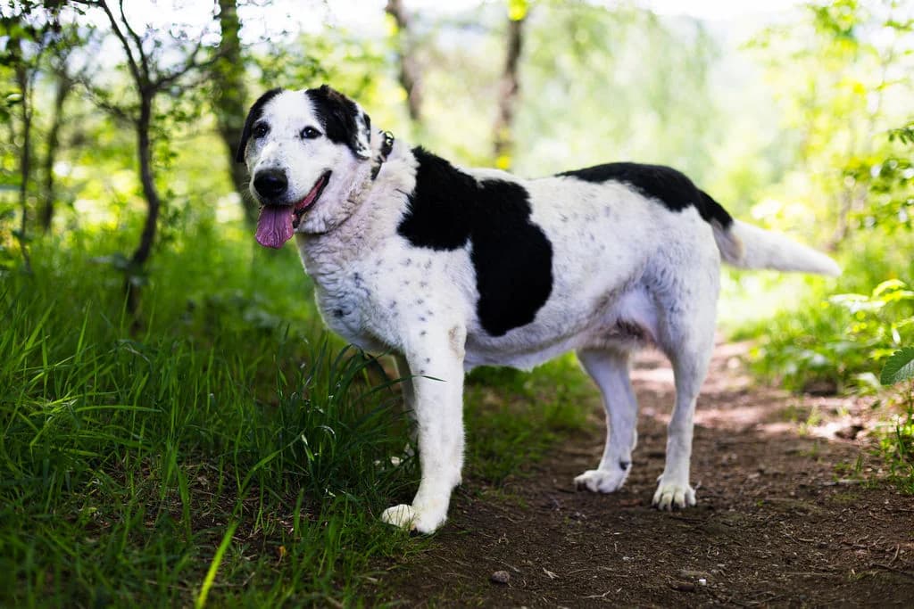 Krówka 146/24, female 3yo Mixed Breed for adoption at Schronisko dla Zwierząt im. Jana Lityńskiego — Wałbrzych
