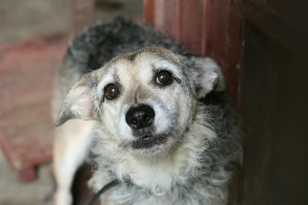 Luna 150/25, female young Mixed Breed for adoption at Schronisko dla Zwierząt im. Jana Lityńskiego — Wałbrzych
