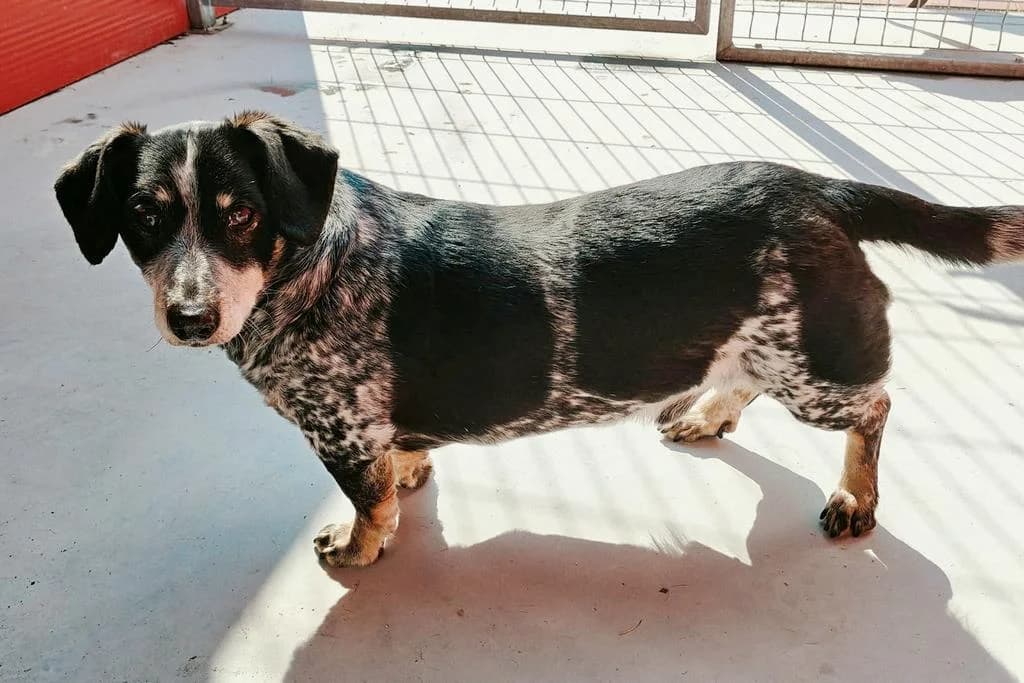 Max 239/25, male young Mixed Breed for adoption at Schronisko dla Zwierząt im. Jana Lityńskiego — Wałbrzych