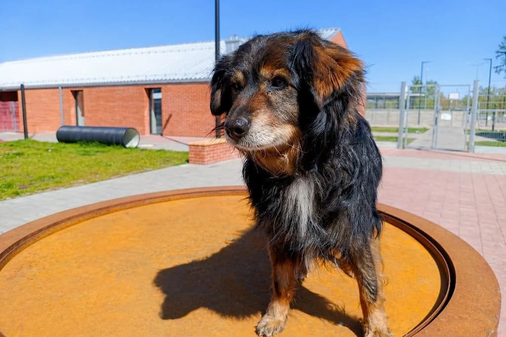 Milo 79/26, male puppy Mixed Breed for adoption at Schronisko dla Zwierząt im. Jana Lityńskiego — Wałbrzych