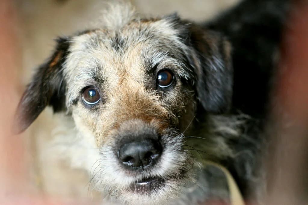 Punia 151/25, female young Mixed Breed for adoption at Schronisko dla Zwierząt im. Jana Lityńskiego — Wałbrzych