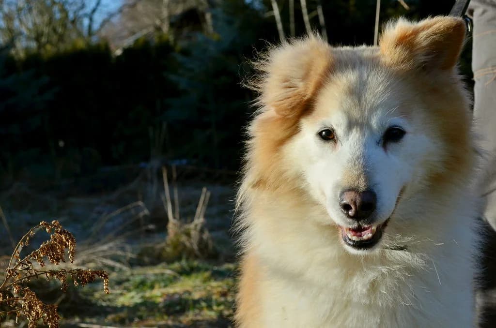 Uszatek 205/23, male 3yo Mixed Breed for adoption at Schronisko dla Zwierząt im. Jana Lityńskiego — Wałbrzych