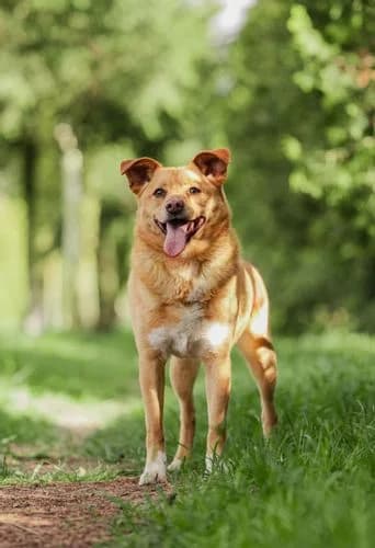 Filek, male 7yo Mixed Breed for adoption at Schronisko Wrocław, Wrocław