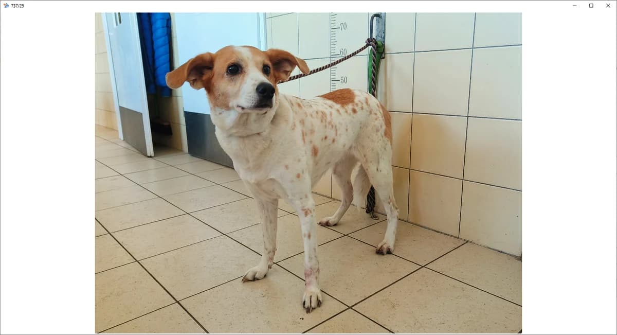 Bajka, female 6yo Mixed Breed for adoption at Schronisko Wrocław, Wrocław