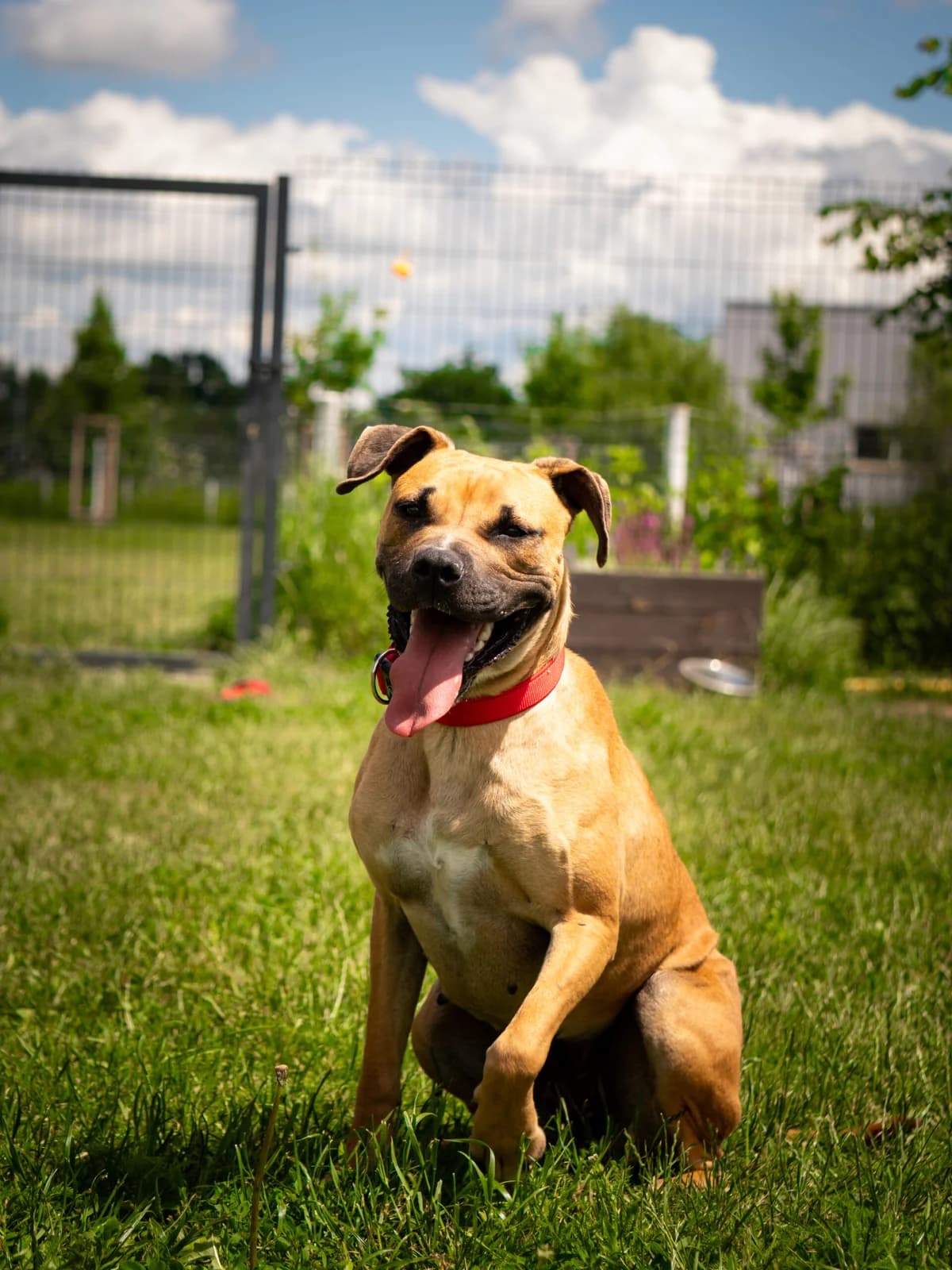 Aira, female young Mixed Breed for adoption at Schronisko Wrocław, Wrocław
