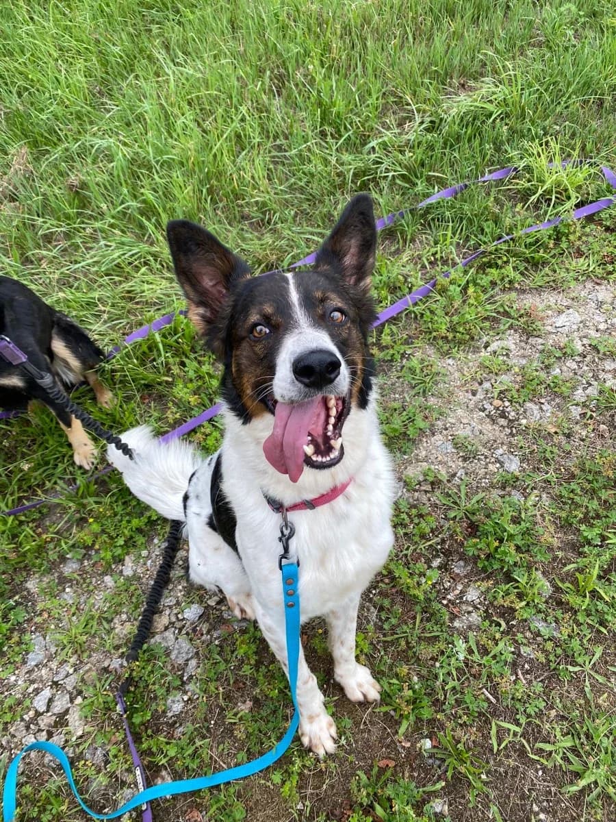Aks, male 5yo Mixed Breed for adoption at Schronisko Wrocław, Wrocław